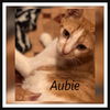 Aubie