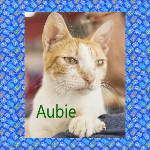 Aubie