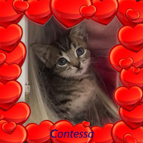 Contessa