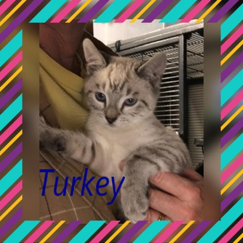 Turkey