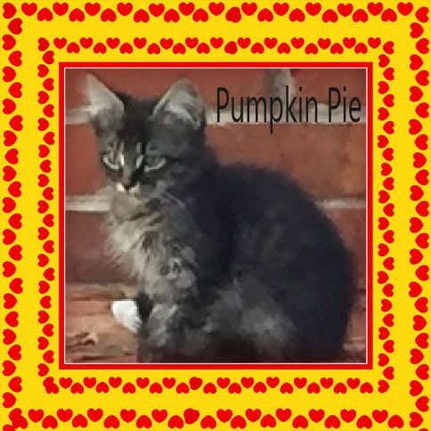 Pumpkin Pie