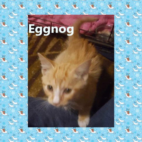 Eggnog