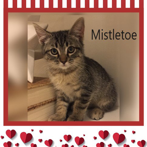 Mistletoe