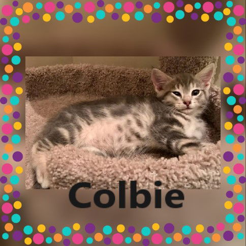 Colbie