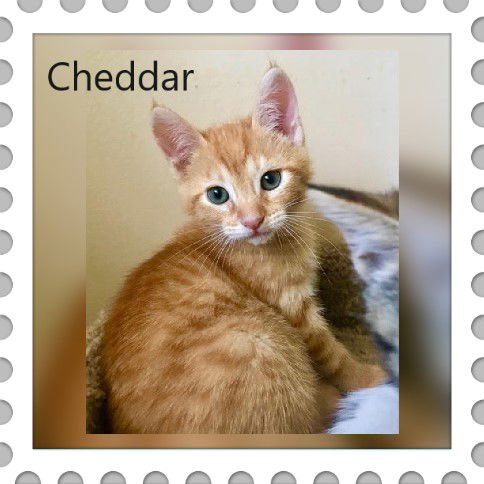 Cheddar