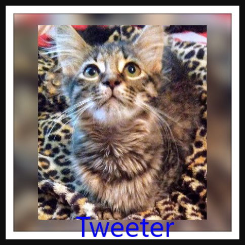 Tweeter