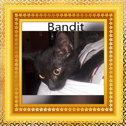 Bandit