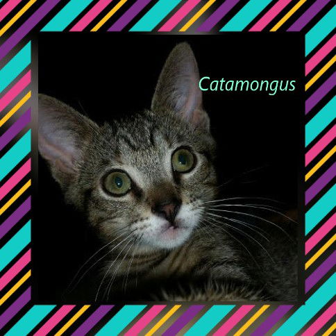 Catamongus