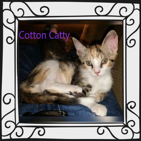 Cotton Catty