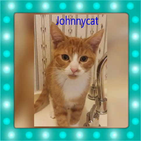 Johnnycat