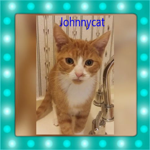 Johnnycat