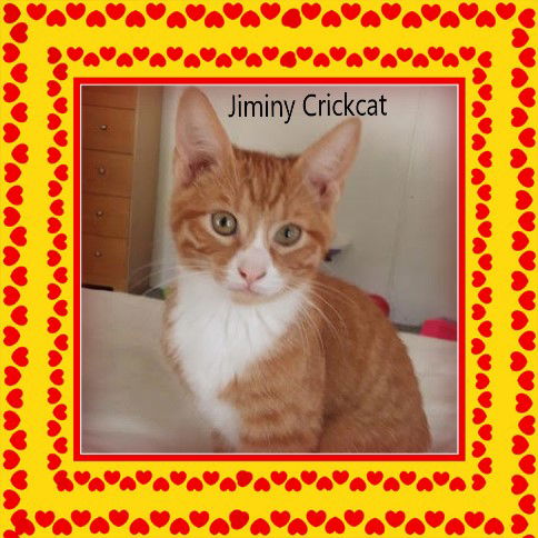 Jiminy Crickcat