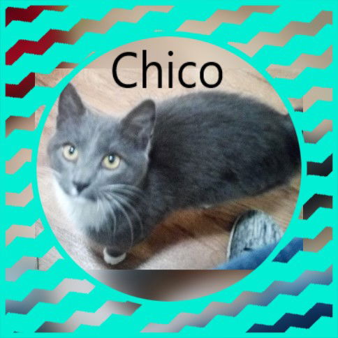 Chico