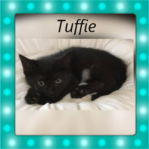 Tuffie