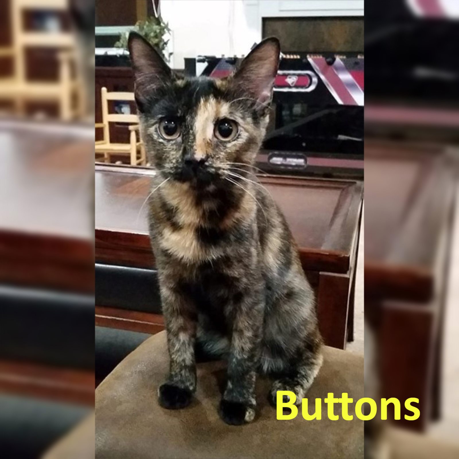 adoptable Cat in Mobile, AL named Buttons