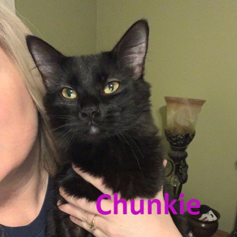 adoptable Cat in Mobile, AL named Chunkie