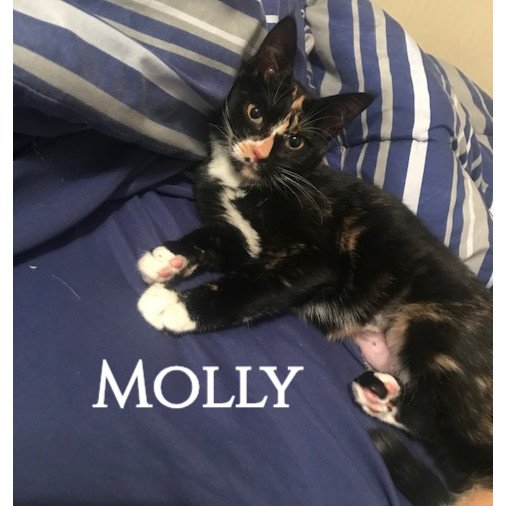 adoptable Cat in Mobile, AL named Molly