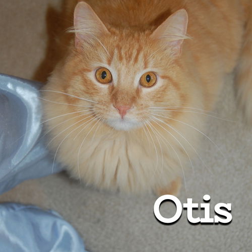 Otis