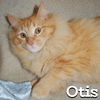 Otis