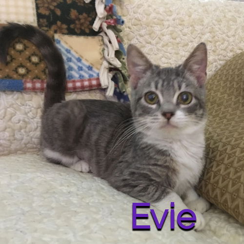 Evie