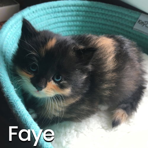 Faye