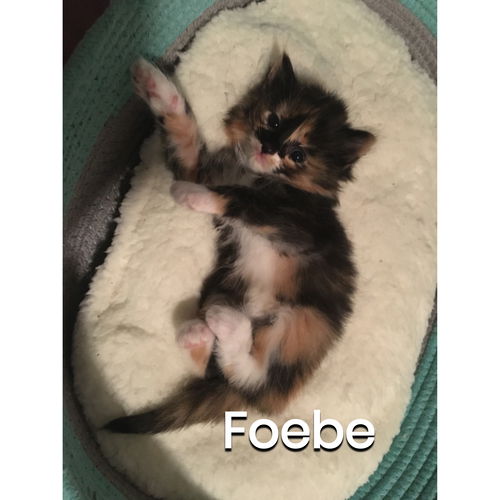 Foebe