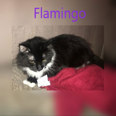 Flamingo