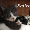 Parsley