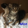 Mint