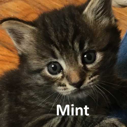Mint