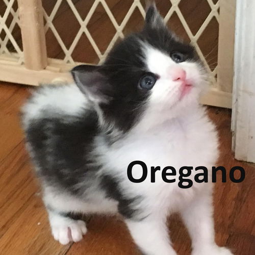 Oregano