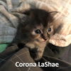 Corona LaShae