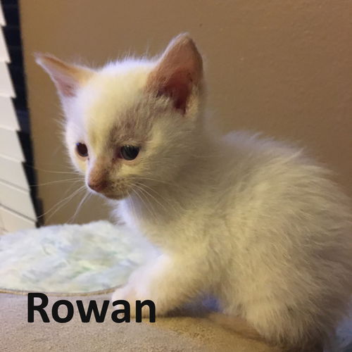 Rowan