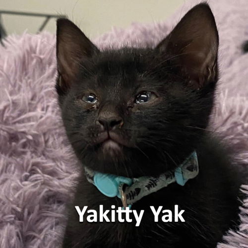 Yakitty Yak