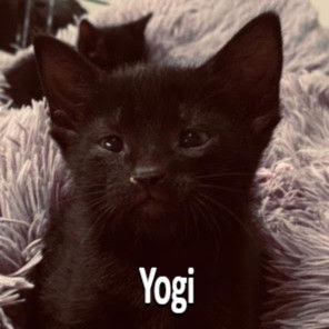 Yogi