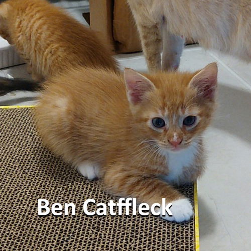 Ben Catffleck