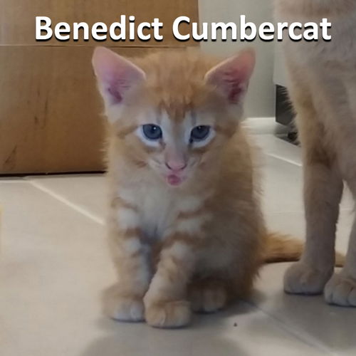 Benedict Cumbercat