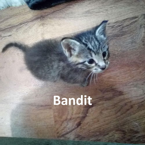 Bandit