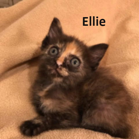 Ellie