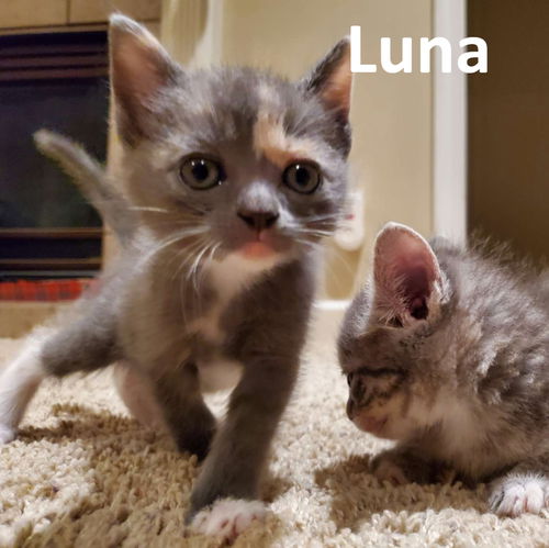 Luna