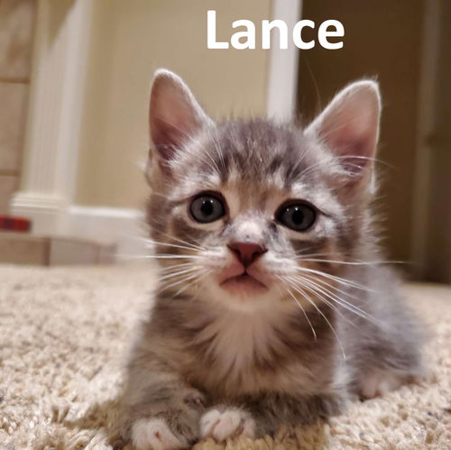 Lance