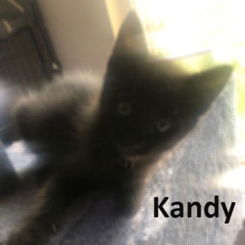 Kandy