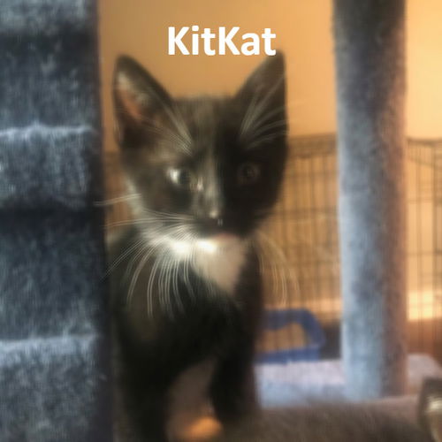 KitKat