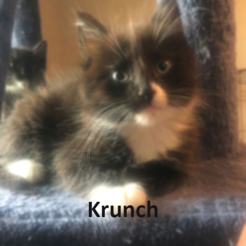 Krunch