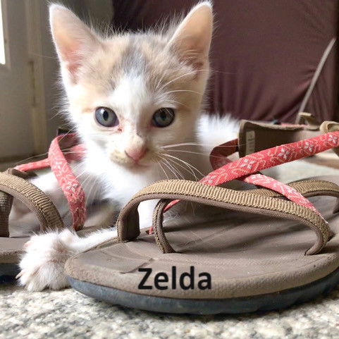 Zelda