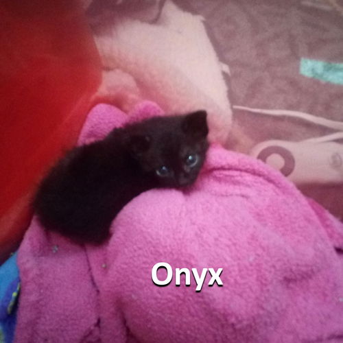 Onyx