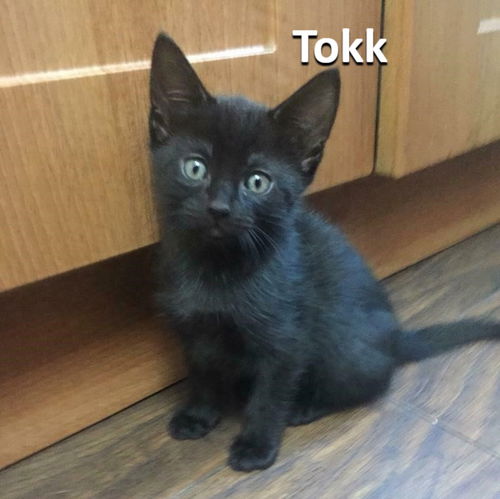 Tokk