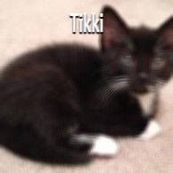 Tikki