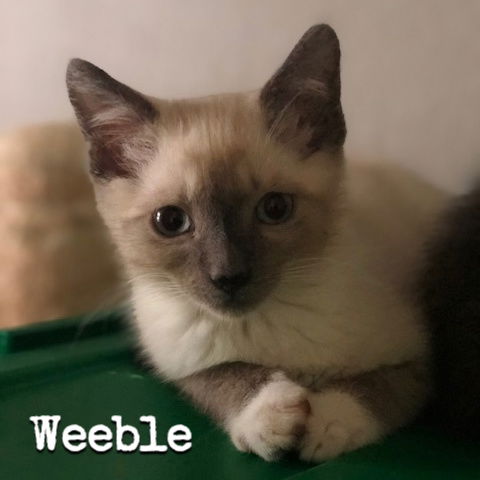 Weeble