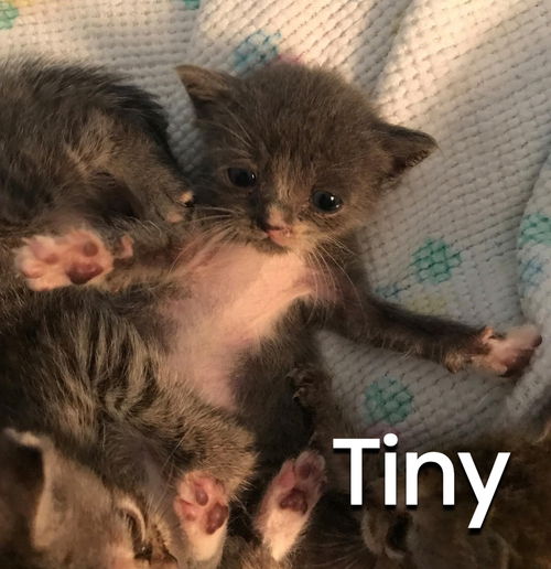 Tiny